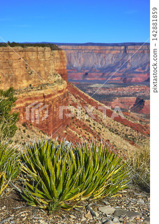 Desert Agave and Red Cliffs at Grand Canyon Twin Point Overlook Arizona Desert Agave and Red Cliffs at Grand Canyon Twin Point Overlook Arizona 142881859