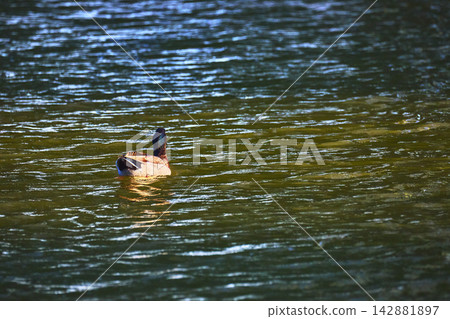 Duck on Tranquil Pond in Golden Hour Light at Floyd Lamb Park Duck on Tranquil Pond in Golden Hour Light at Floyd Lamb Park 142881897
