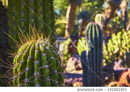 Cactus Garden Close Up with Sunlit Barrel Cactus and Desert Plants Cactus Garden Close Up with Sunlit Barrel Cactus and Desert Plants 142881901