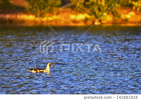 Duck On Tranquil Pond With Vibrant Golden Hour Reflections And Sunlit Shoreline Duck On Tranquil Pond With Vibrant Golden Hour Reflections And Sunlit Shoreline 142881928