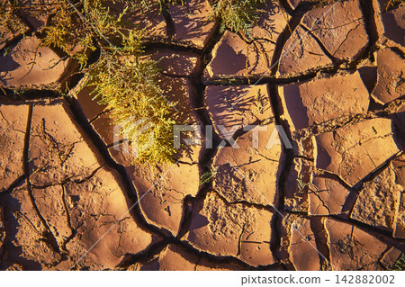 Desert Mud Crack Texture with Sparse Vegetation Nevada St Thomas Desert Mud Crack Texture with Sparse Vegetation Nevada St Thomas 142882002