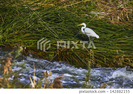 Great Egret Among Green Reeds Beside Flowing Water in Wetlands Park Nevada Great Egret Among Green Reeds Beside Flowing Water in Wetlands Park Nevada 142882155