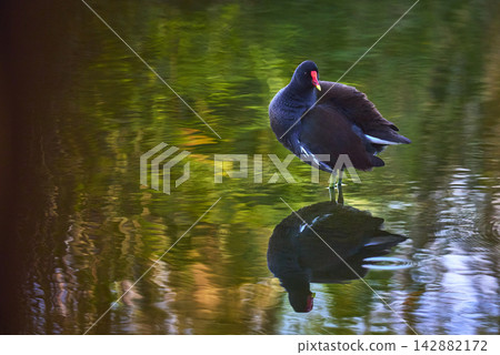 Common Gallinule Reflected in Tranquil Wetlands Water with Vibrant Nature Colors Common Gallinule Reflected in Tranquil Wetlands Water with Vibrant Nature Colors 142882172