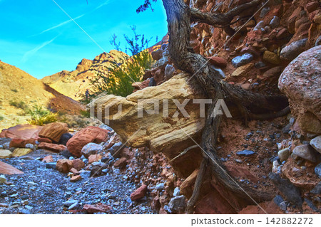 Tree Root and Eroded Canyon Wall in Sunlit Nevada Desert Landscape Tree Root and Eroded Canyon Wall in Sunlit Nevada Desert Landscape 142882272