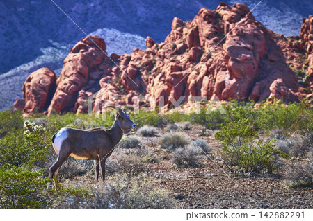 Bighorn Sheep in Desert Landscape with Red Sandstone Formations in Valley of Fire 142882291