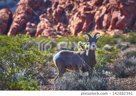 Bighorn Sheep in Desert Landscape With Red Rock Formations and Wild Vegetation 142882391