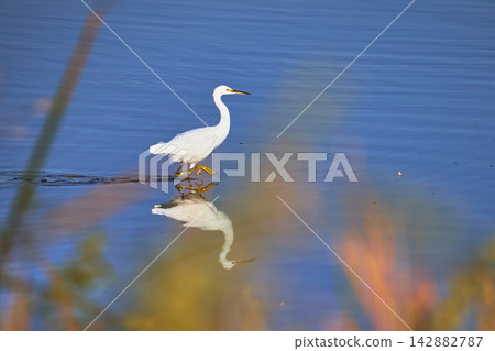 Snowy Egret Reflected in Blue Water at Henderson Bird Viewing Preserve Snowy Egret Reflected in Blue Water at Henderson Bird Viewing Preserve 142882787
