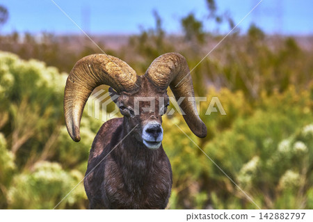 Bighorn Sheep Portrait in Lush Desert Habitat Near Las Vegas Nevada Bighorn Sheep Portrait in Lush Desert Habitat Near Las Vegas Nevada 142882797