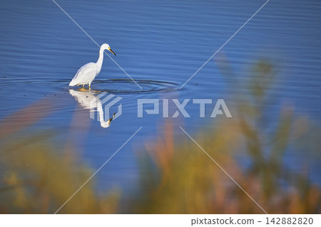 Snowy Egret Reflected in Calm Blue Water at Bird Viewing Preserve Snowy Egret Reflected in Calm Blue Water at Bird Viewing Preserve 142882820