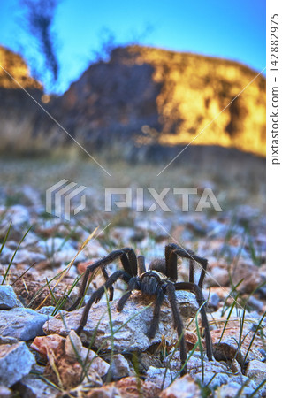 Tarantula Close Up on Rocky Desert Floor at Golden Hour in Cowboy Canyon Tarantula Close Up on Rocky Desert Floor at Golden Hour in Cowboy Canyon 142882975