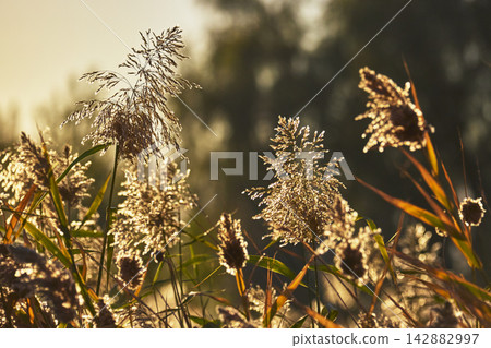 Golden Sunlit Reeds and Wild Grasses in Nature Preserve at Sunset Golden Sunlit Reeds and Wild Grasses in Nature Preserve at Sunset 142882997