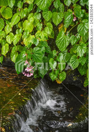 Begonias blooming along the river that flows through the grounds of Yokozoji Temple on Mount Ryokai. Begonias blooming along the river that flows through the grounds of Yokozoji Temple on Mount Ryokai. 142883044