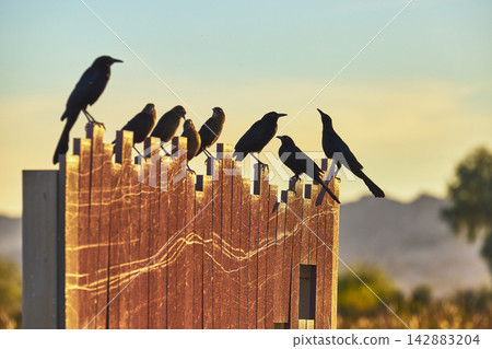 Grackles Perched on Wooden Fence at Bird Viewing Preserve in Warm Evening Light Grackles Perched on Wooden Fence at Bird Viewing Preserve in Warm Evening Light 142883204