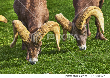 Bighorn Sheep Grazing on Lush Grass in Hemenway Park Nevada Close Up Bighorn Sheep Grazing on Lush Grass in Hemenway Park Nevada Close Up 142883249