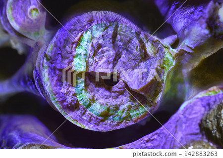 Macro Fossil Shell Fluorescent Minerals Under Black Light Glowing Texture Macro Fossil Shell Fluorescent Minerals Under Black Light Glowing Texture 142883263