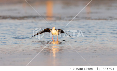 A black-winged stilt stands in shallow water with its wings extended, illuminated by warm golden-hour light 142883293