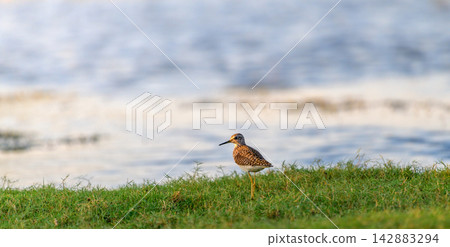 Wood Sandpiper stands on a grassy wetland edge beside calm water Wood Sandpiper stands on a grassy wetland edge beside calm water 142883294