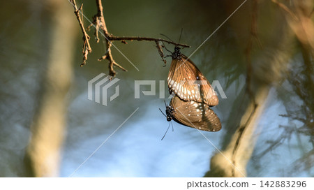 Two butterflies mating on a forest branch in soft natural light Two butterflies mating on a forest branch in soft natural light 142883296