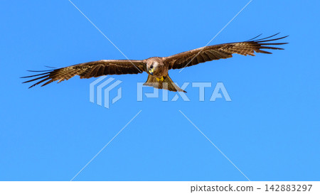 Eagle soaring against a blue sky while looking down for prey Eagle soaring against a blue sky while looking down for prey 142883297