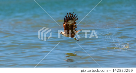 Eagle flying over water after catching fish, moment of hunting and successful fishing over a calm ocean Eagle flying over water after catching fish, moment of hunting and successful fishing over a calm ocean 142883299