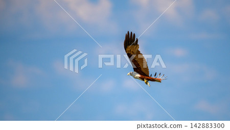 Eagle soaring with fish in its talons against a blue sky 142883300