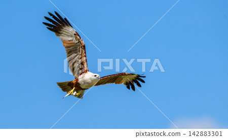 Eagle soaring with fish in its talons against a blue sky 142883301