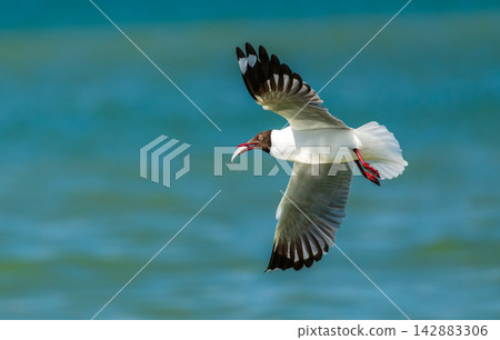 Gull flying over the ocean with a fish in its beak Gull flying over the ocean with a fish in its beak 142883306