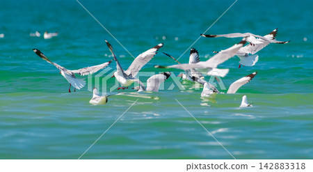 A flock of gulls taking flight and landing on calm blue water A flock of gulls taking flight and landing on calm blue water 142883318