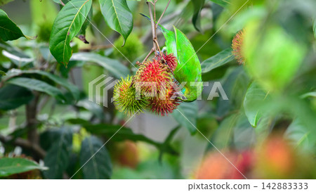 Jerdon's leafbird female feeds on ripe rambutan fruits among lush foliage 142883333