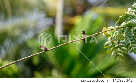 Two Munia birds perched on a branch against lush tropical foliage Two Munia birds perched on a branch against lush tropical foliage 142883342