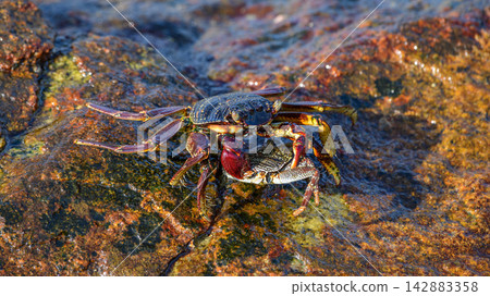 Two crabs interact on a wet, algae-covered rock in the intertidal zone Two crabs interact on a wet, algae-covered rock in the intertidal zone 142883358