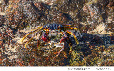 Two crabs interact on a wet, algae-covered rock in the intertidal zone 142883359