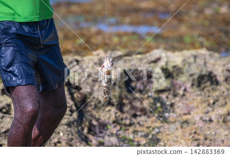 A fisherman catch a spotted grouper catch from the ocean waves, fishing on a rocky shoreline A fisherman catch a spotted grouper catch from the ocean waves, fishing on a rocky shoreline 142883369