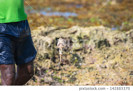 A fisherman catch a spotted grouper catch from the ocean waves, fishing on a rocky shoreline A fisherman catch a spotted grouper catch from the ocean waves, fishing on a rocky shoreline 142883370