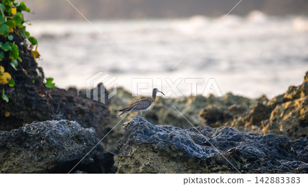 Whimbrel shorebird standing among rugged coastal rocks beside the sea Whimbrel shorebird standing among rugged coastal rocks beside the sea 142883383