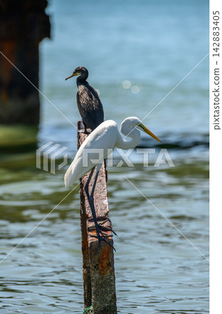 Great Egret and Cormorant perched on a weathered post above the sea Great Egret and Cormorant perched on a weathered post above the sea 142883405