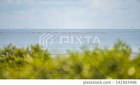 A large flock of flamingos stands in shallow wetland water in the distance, softened and distorted by atmospheric heat waves A large flock of flamingos stands in shallow wetland water in the distance, softened and distorted by atmospheric heat waves 142883406
