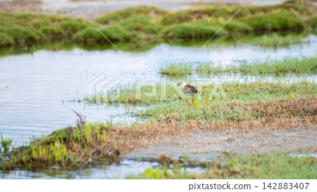 A common redshank standing in a wetland lagoon surrounded by lush green marsh vegetation A common redshank standing in a wetland lagoon surrounded by lush green marsh vegetation 142883407