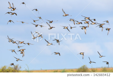 A large flock of ducks flying across a blue sky A large flock of ducks flying across a blue sky 142883412