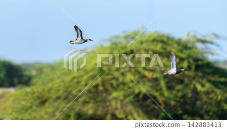 Pair of ducks flying above a wetland habitat Pair of ducks flying above a wetland habitat 142883413