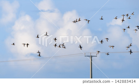 A large flock of ducks flying across a blue sky A large flock of ducks flying across a blue sky 142883414
