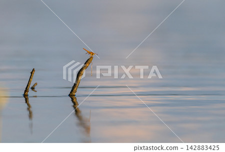 Red dragonfly rests on a weathered branch above calm water, reflection mirrored on the surface in soft light 142883425