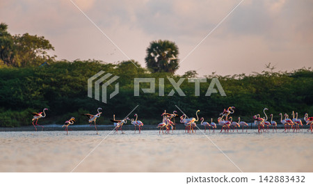 A flock of flamingos wades through shallow water in warm morning light against a lush green shoreline 142883432