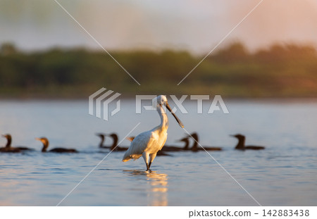 Eurasian spoonbill standing in wetland water at sunrise with waterbirds in background Eurasian spoonbill standing in wetland water at sunrise with waterbirds in background 142883438