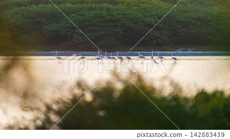 A flock of flamingos wades through shallow water in warm morning light against a lush green shoreline 142883439