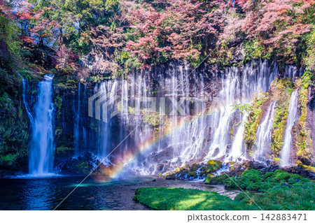 [Waterfall Material] Autumn Leaves and Shiraito Falls with Rainbow [Shizuoka Prefecture] 142883471