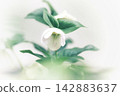 White Christmas roses against a white background 142883637