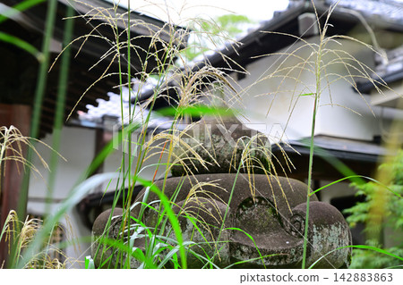 Nakain Susuki (Japanese pampas grass), Kawagoe City Nakain Susuki (Japanese pampas grass), Kawagoe City 142883863