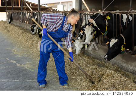 Girl works with cows in barn, moves hay closer to cows, provides feeding for animal 142884080
