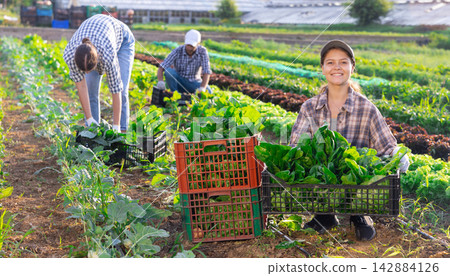 Woman collects crop of chard along with other workers on field 142884126